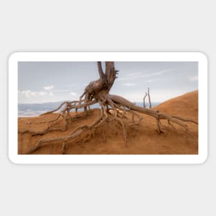 Walking Tree - Bryce Canyon - Utah Sticker